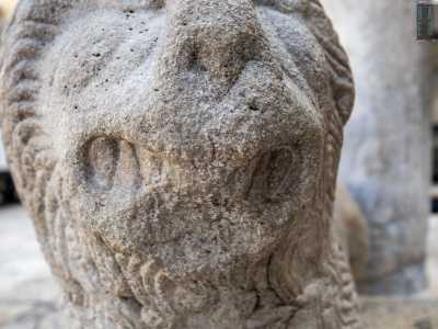 All�interno delle fauci, spalancate, la dentatura � costituita da grosse zanne chiuse a forbice